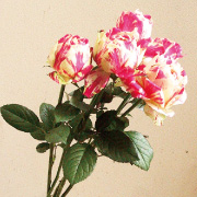 バラ・パーティーラナンキュラ