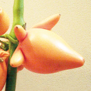 フォックスフェイス