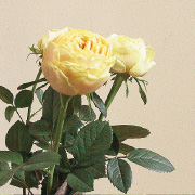 バラ・レモンラナンキュラ