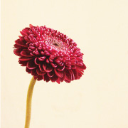 ガーベラ・マッドネス