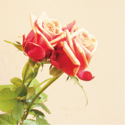 バラ・チェリーブランデー