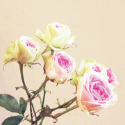 バラ・ミミエデン