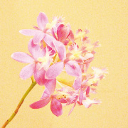 エピデンドラム・ピンクシャンデリア