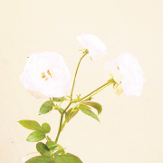 バラ・オールドファンタジー