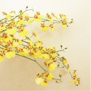 オンシジューム・ゴアラムゼイ