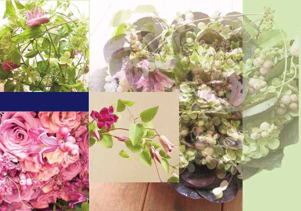 クレマチス・エトワールローズ