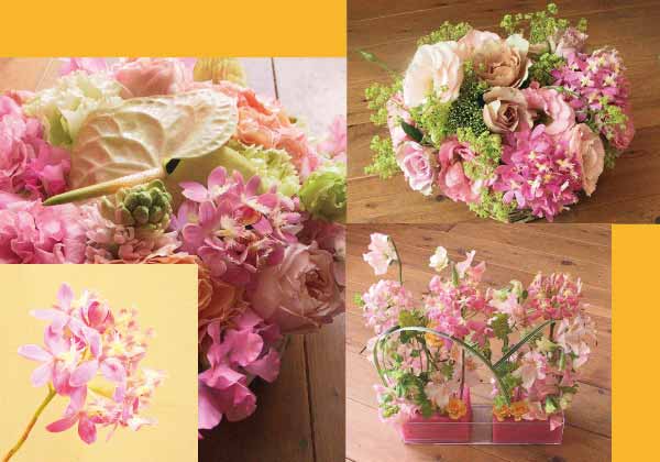 エピデンドラム・ピンクシャンデリア