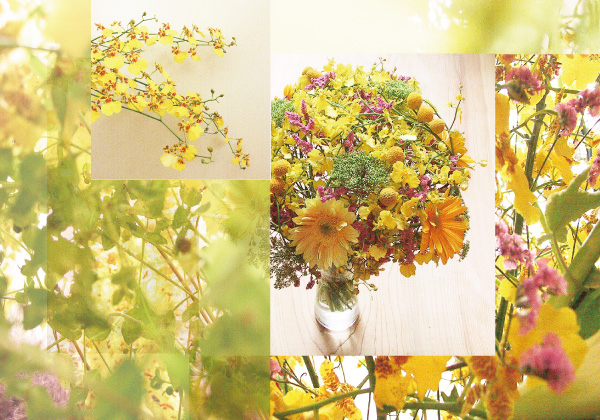 オンシジューム・ゴアラムゼイ